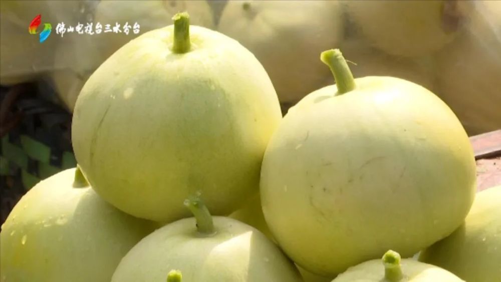 乐平早造雪梨瓜甜蜜上市一起来尝些甜头