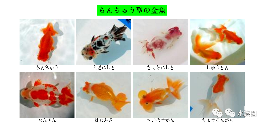 日本金鱼分几类 也是草文龙蛋吗 水族圈带你解密日本金鱼 腾讯新闻