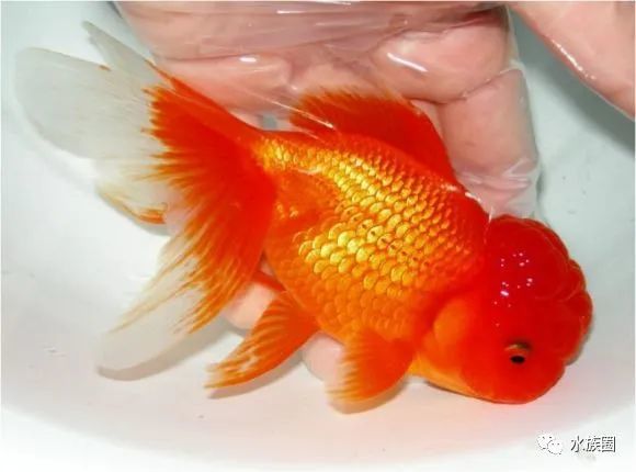 日本金鱼分几类 也是草文龙蛋吗 水族圈带你解密日本金鱼 腾讯新闻
