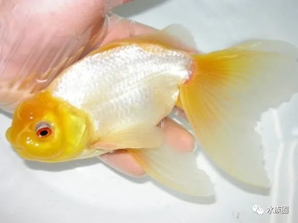 日本金鱼分几类 也是草文龙蛋吗 水族圈带你解密日本金鱼 腾讯新闻