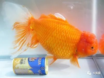 日本金鱼分几类 也是草文龙蛋吗 水族圈带你解密日本金鱼 腾讯新闻