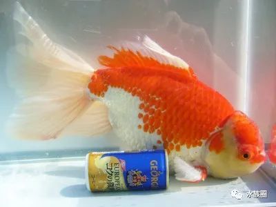 日本金鱼分几类 也是草文龙蛋吗 水族圈带你解密日本金鱼 腾讯新闻