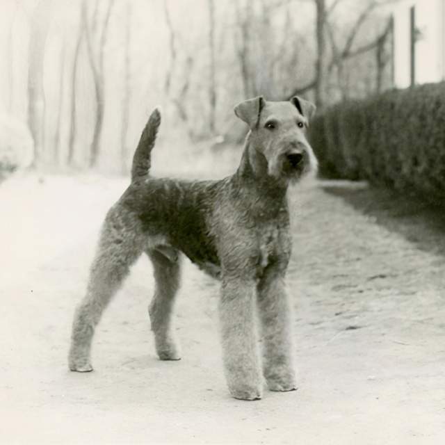 (被誉为"梗犬之王"的万能梗)