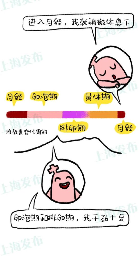生理期来临↓(有女性表现为胸胀)乳腺细胞变大变多↓雌激素/孕激素等