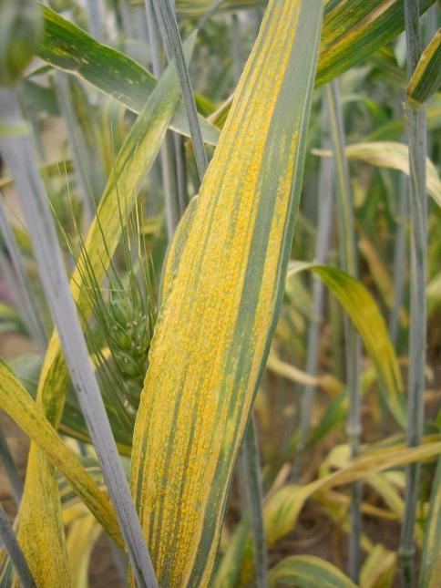 小麦条锈病不可忽视,预防办法不可不知_腾讯新闻