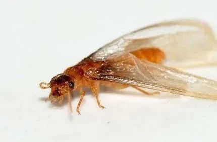 简直让人头皮发麻麻麻麻麻普宁人要注意它出没