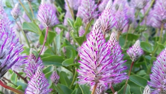 教你来栽培 毛茸茸的植物澳洲狐尾草 花盆里的 狐狸尾巴 腾讯新闻