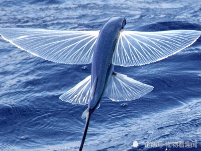 空中战斗机,海上逃命鬼,还有个翅膀.