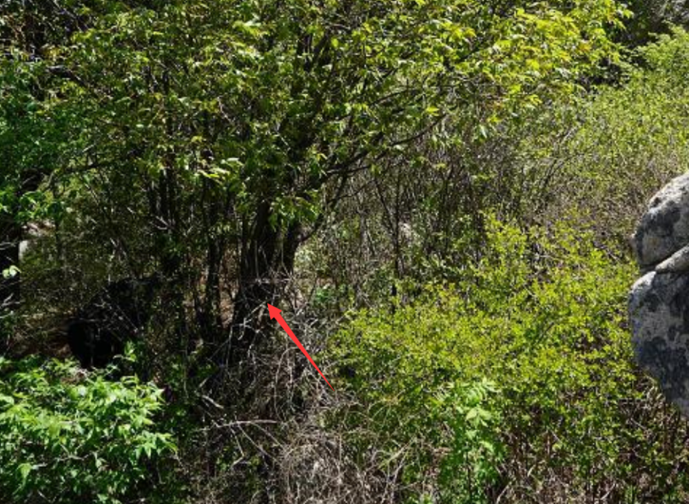 高约4米!泰山发现泰山柳"树王",特大的泰山柳为何这么稀缺?_腾讯新闻