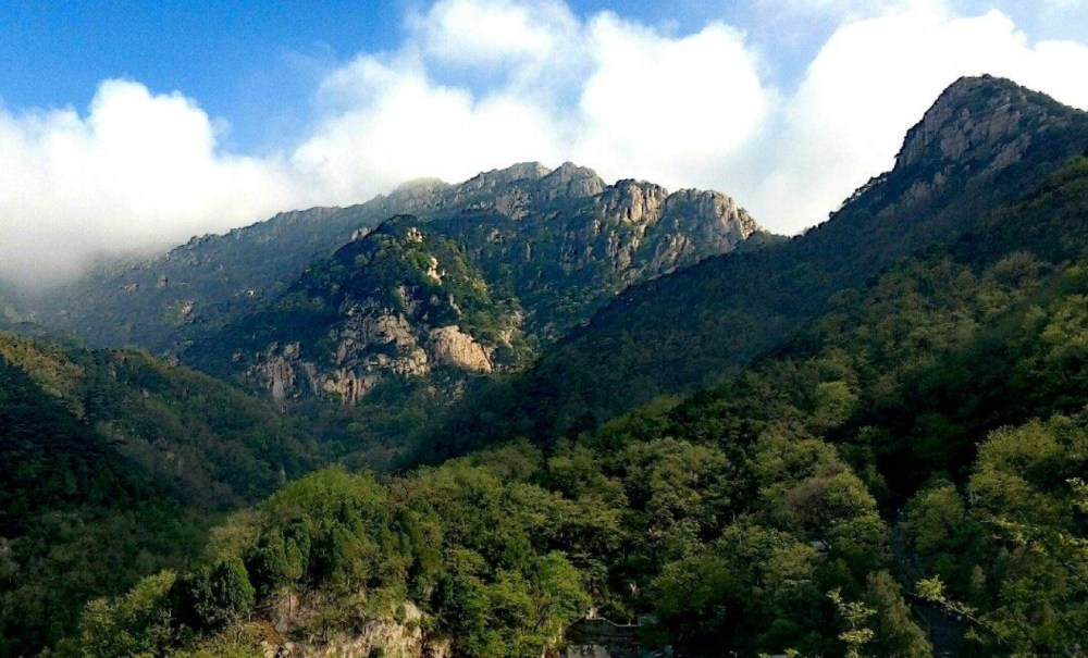 高约4米!泰山发现泰山柳"树王",特大的泰山柳为何这么稀缺?_腾讯新闻