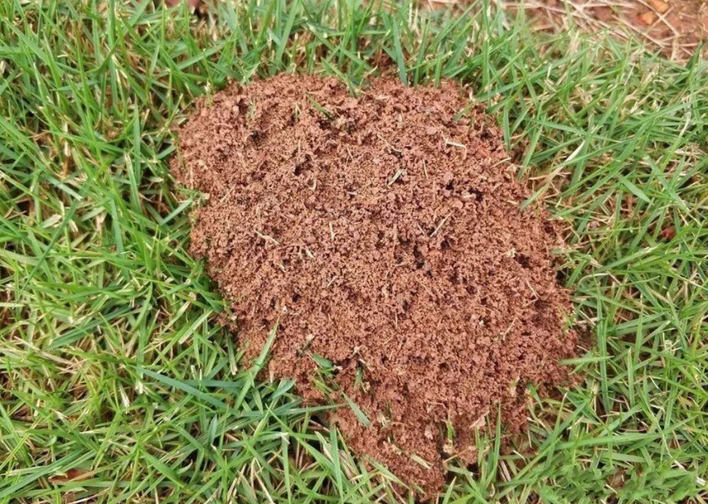 红火蚁在北上,浙江等12省多地遭入侵,1窝可产40万只,有人被咬