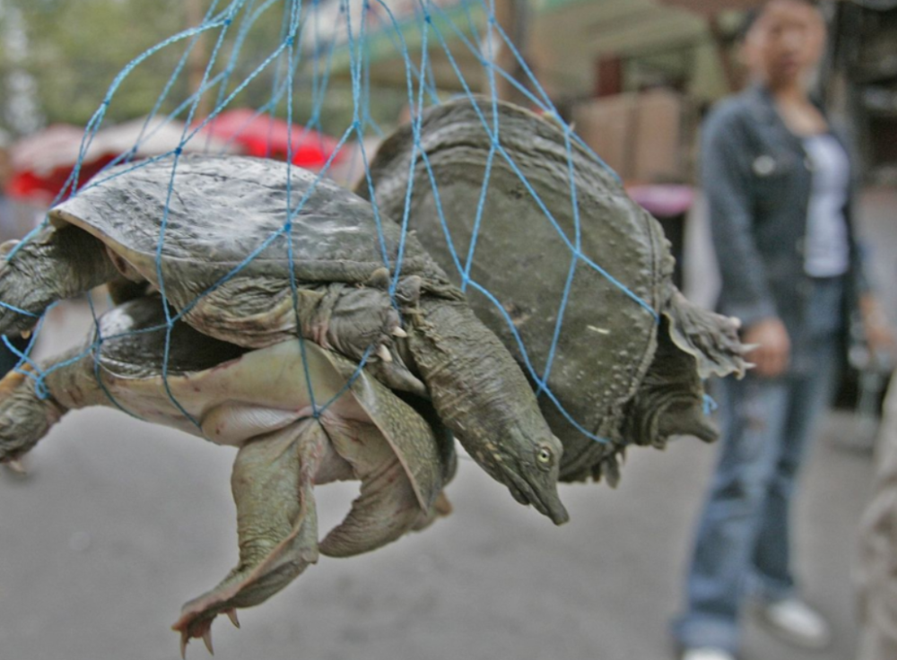 长75厘米,重46斤,百年巨鳖夜晚上岸被活捉,鳖的出现意味着什么