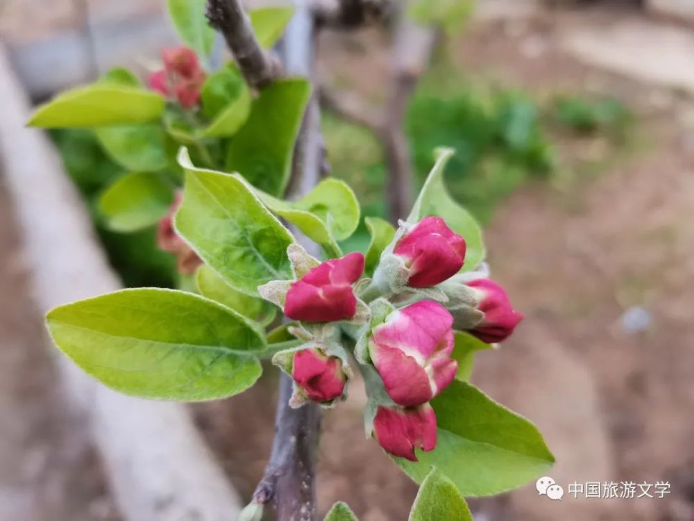 如此溫暖渭北的蘋果花平靜地開了姜嫄河的水逐條匯聚馬欄山的燈逐個