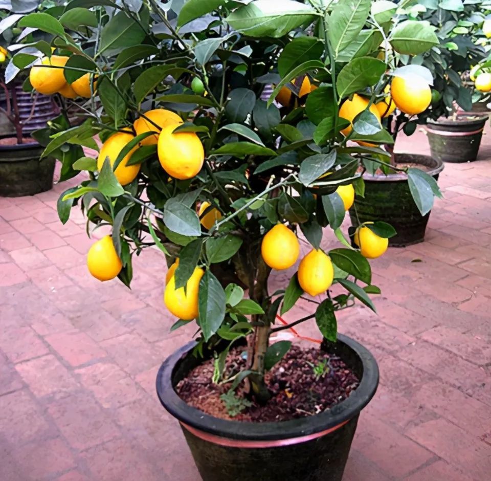 植物,它们可以盆栽,在花盆中也能够正常的开花结果,在阳台上也能够养