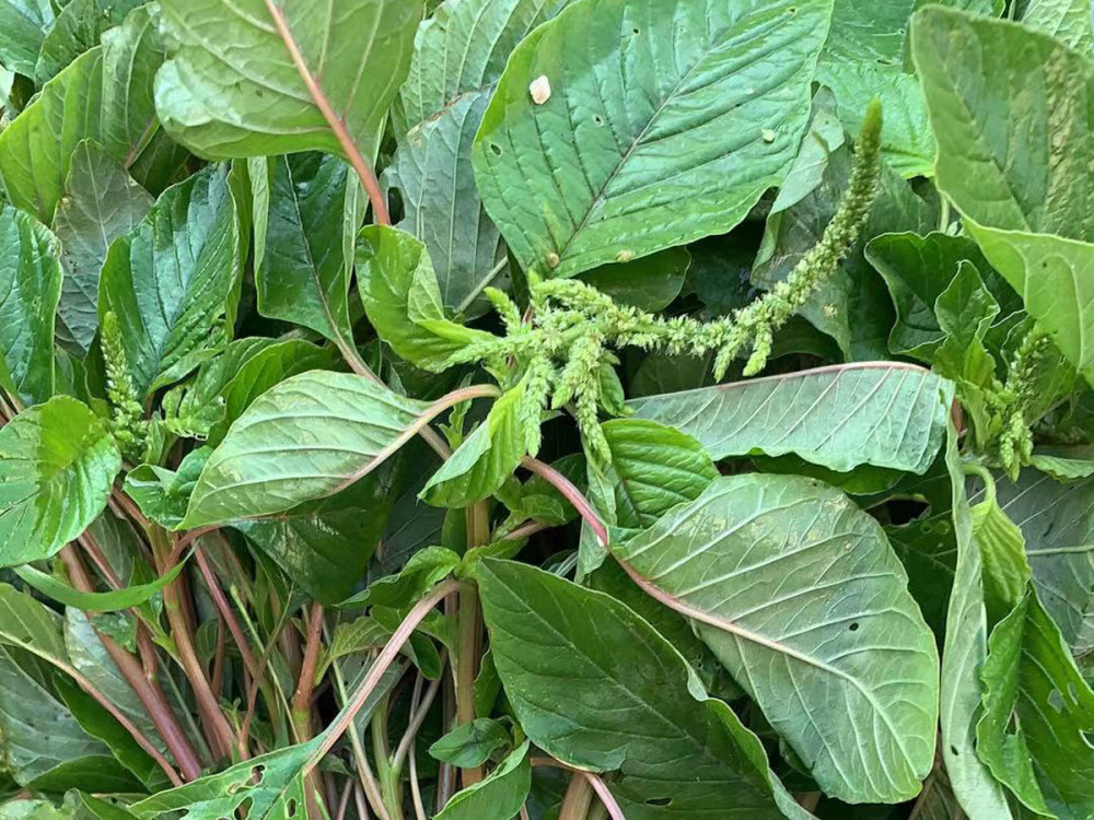 它的别名有很多,比如野苋,银子菜,人性菜,凹头菜等等.