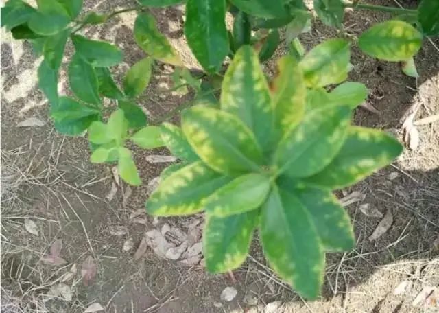 植物缺素原因及缺素症状对照表,已整理成工具书,方便查阅