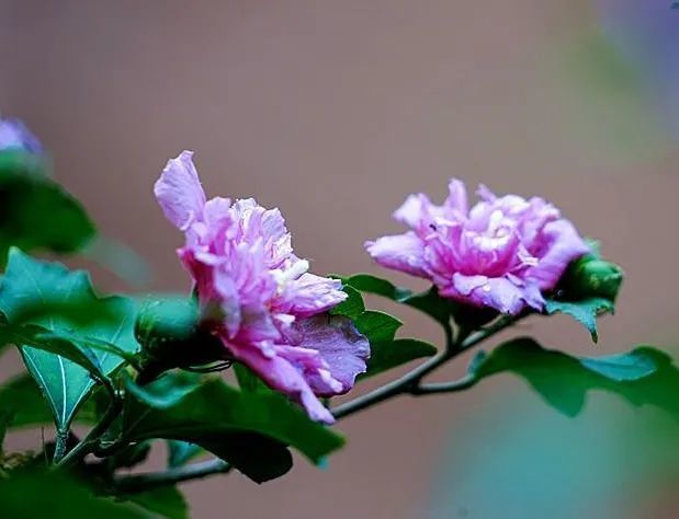 网红木槿花怎么养?做好这5点开花大半年!