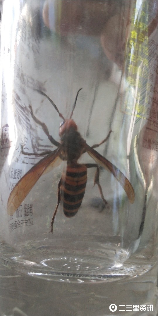 辽阳男子用神器抓住5厘米长大马蜂是啥品种