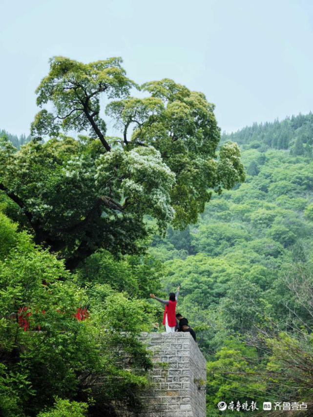 花開齊魯濟南彩石鎮捎近村降龍木古樹開花香四溢快來看看吧