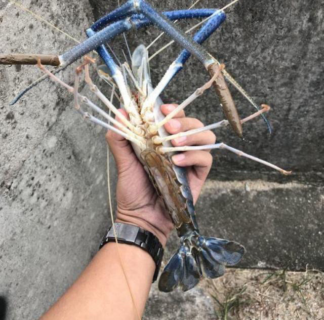 我国湖泊遭遇"巨型虾"入侵?体重超过600克,肉质比小龙虾鲜美|肉质|罗
