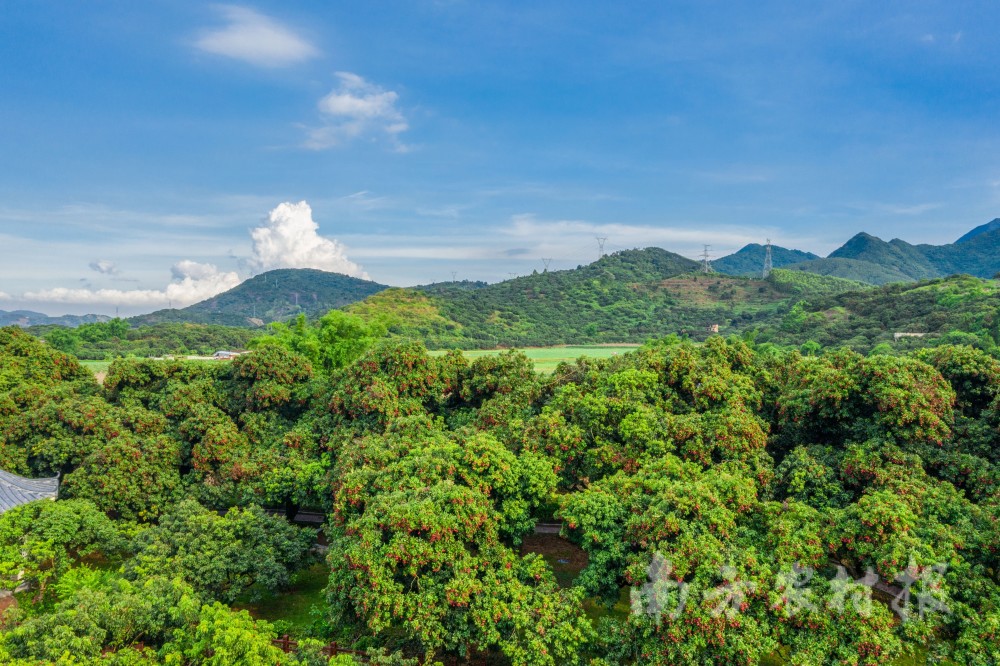 特稿惊叹根子红中国荔枝第一镇的流量爆发