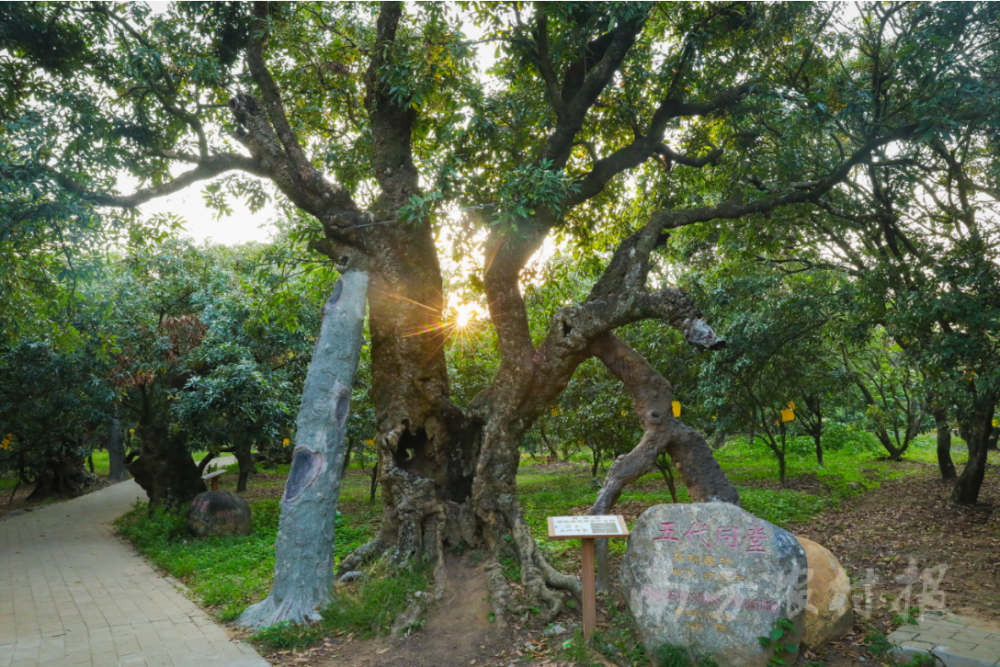 特稿惊叹根子红中国荔枝第一镇的流量爆发