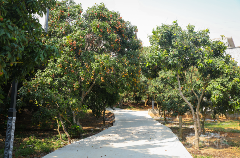 特稿惊叹根子红中国荔枝第一镇的流量爆发