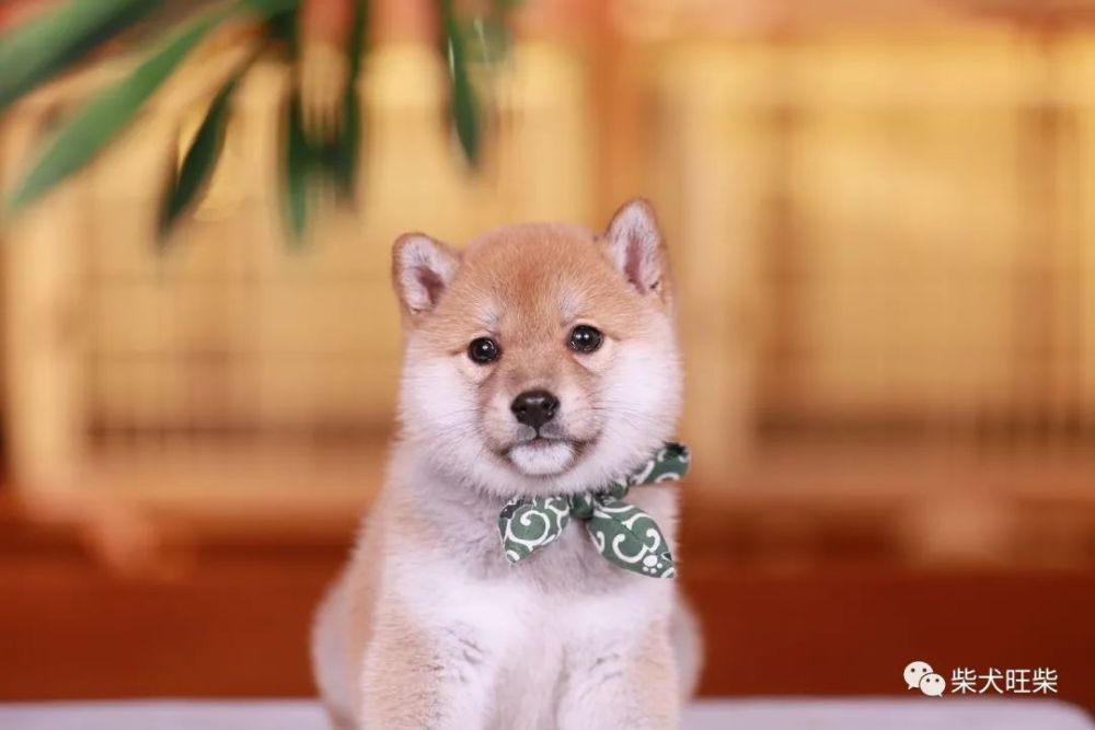 在售柴犬:这么可爱的小柴,有人会喜欢吗?