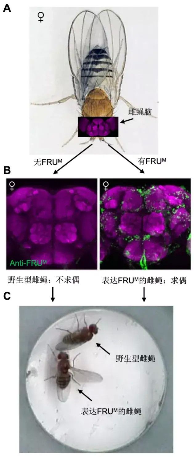 果蝇与性:存在调控行为的"开关基因"吗?