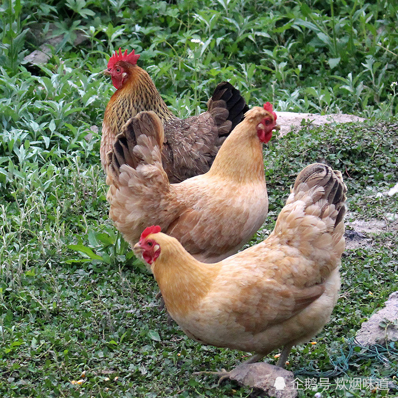 为了买到正宗的肥西老母鸡,居住在肥东县的人们会专程从肥东跑到肥西