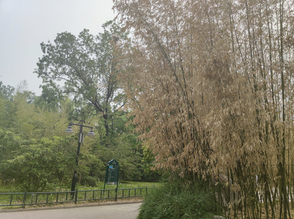 5月份了紫竹院公园有些竹子怎么还是枯黄的