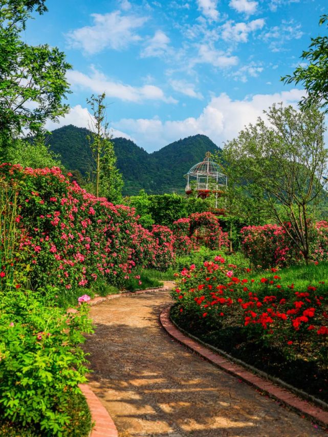 藏在遵义山中的小众花海秘境,赏花,拍照,野餐,轻松get一日游