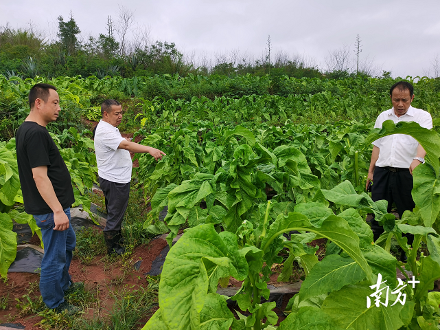 韶关南雄:技术人员为受灾烟叶"把脉开方"_腾讯新闻