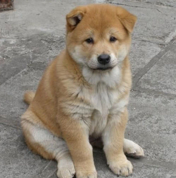 土狗遭嫌弃长得丑还不值钱,网友10块钱买下,做梦都在笑