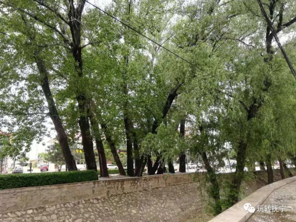 富强路北段东城沟两侧有十几棵大柳树错落生长,东城沟治理时为了两岸