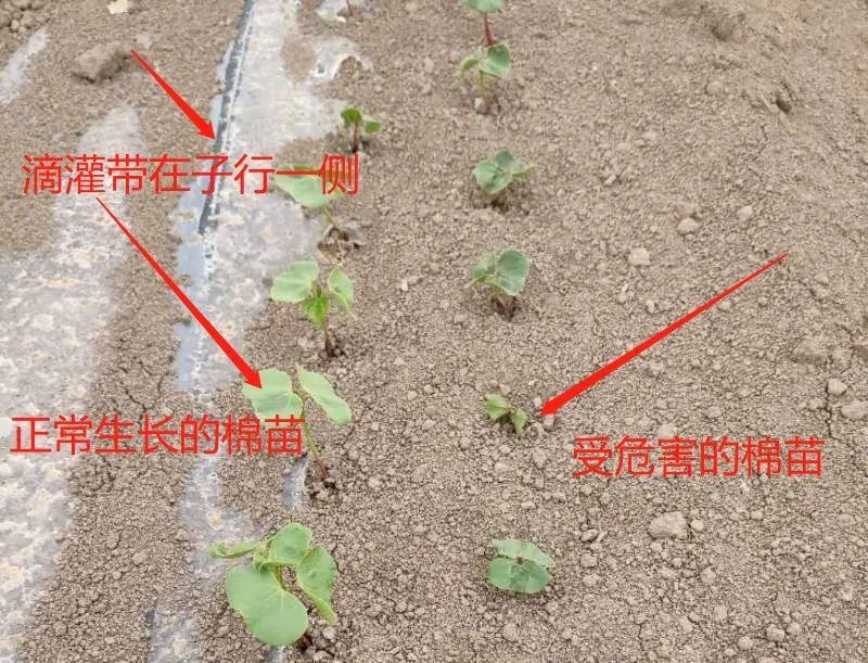 棉花僵苗 大小苗怎么办 腾讯新闻