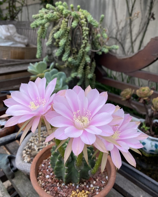 仙人球短毛丸超好养的品种每年开花好多次花朵又美又香