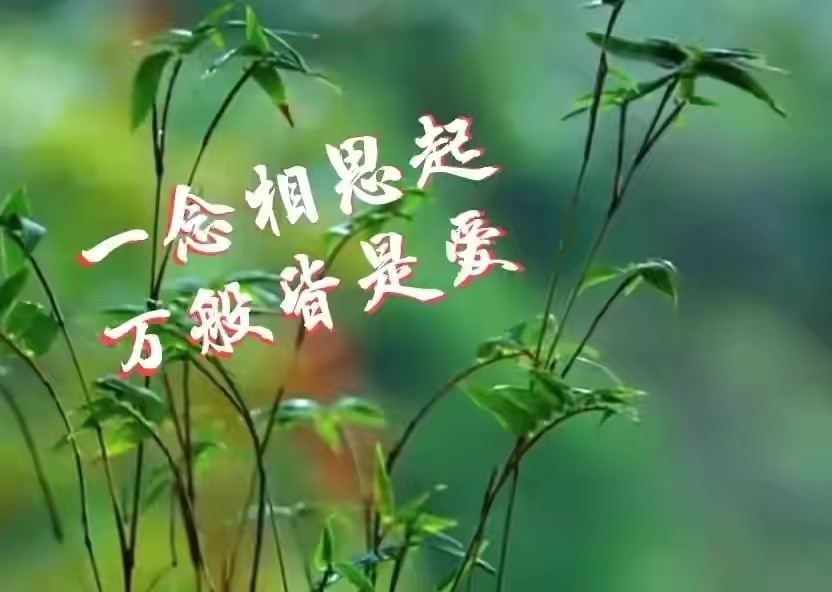 爱在心里见或不见都是心里的最爱想你隔山隔水隔不断真情