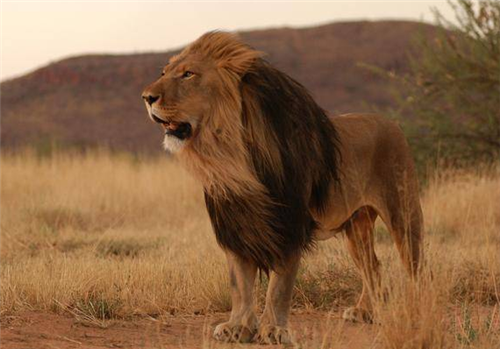 2头非洲雄狮:不到一年吃掉135名人类,击杀后才知其吃人真相_腾讯新闻