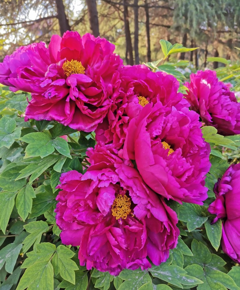赞百花之王牡丹