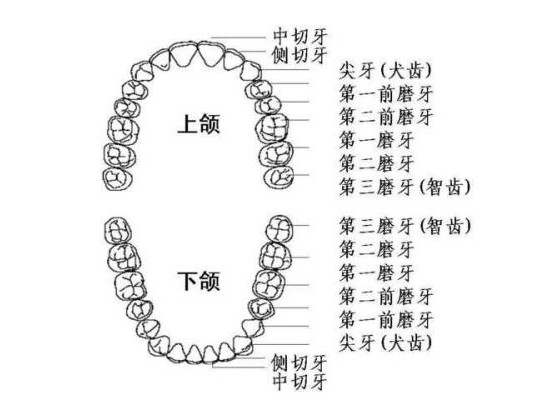 哪都可以拔牙吗?