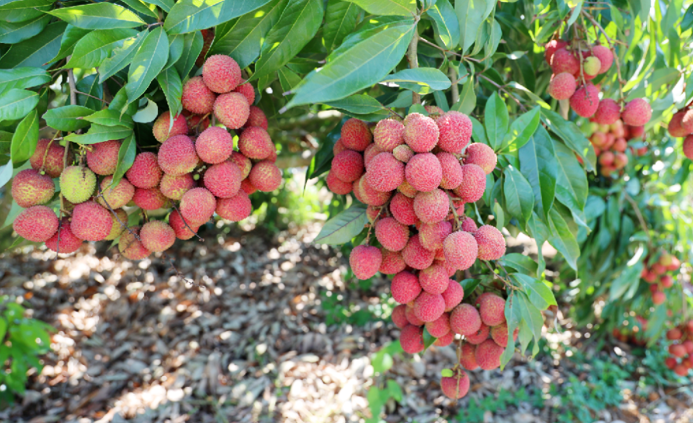 火山荔枝王,葡萄……采摘攻略收好不谢!