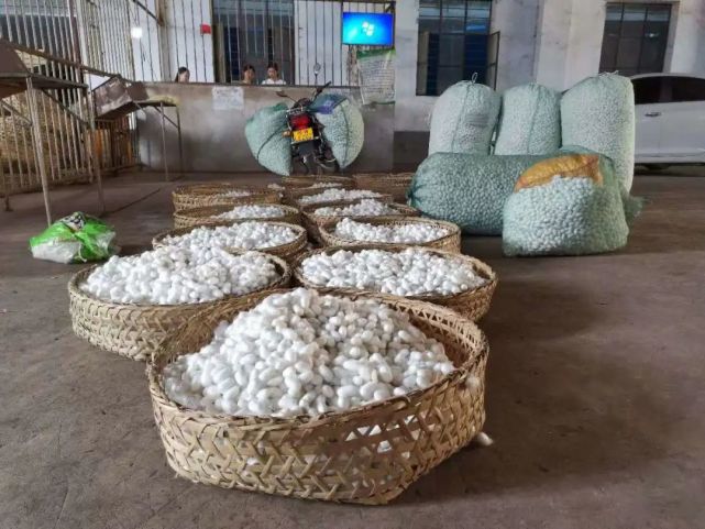 罗源蚕茧收购全指南：从鲜茧交售到干茧销售的产业链解析