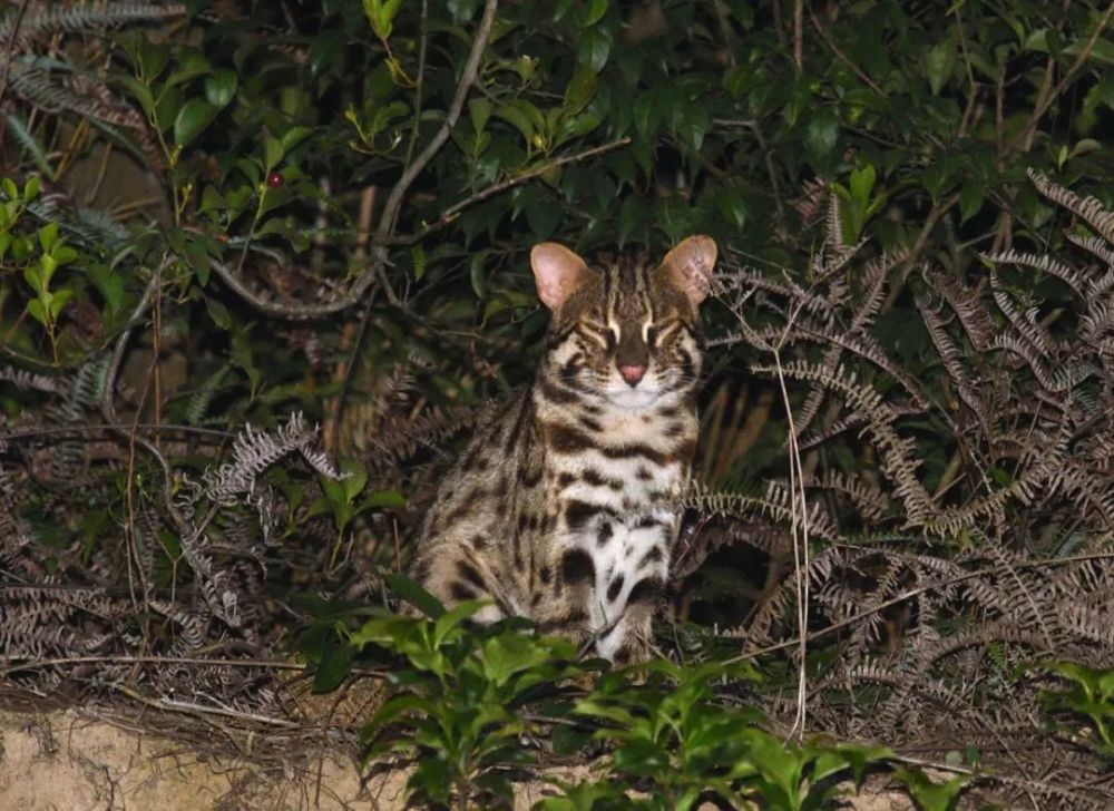 野生豹猫现身厦门岛内山林!专家:很难得_腾讯新闻