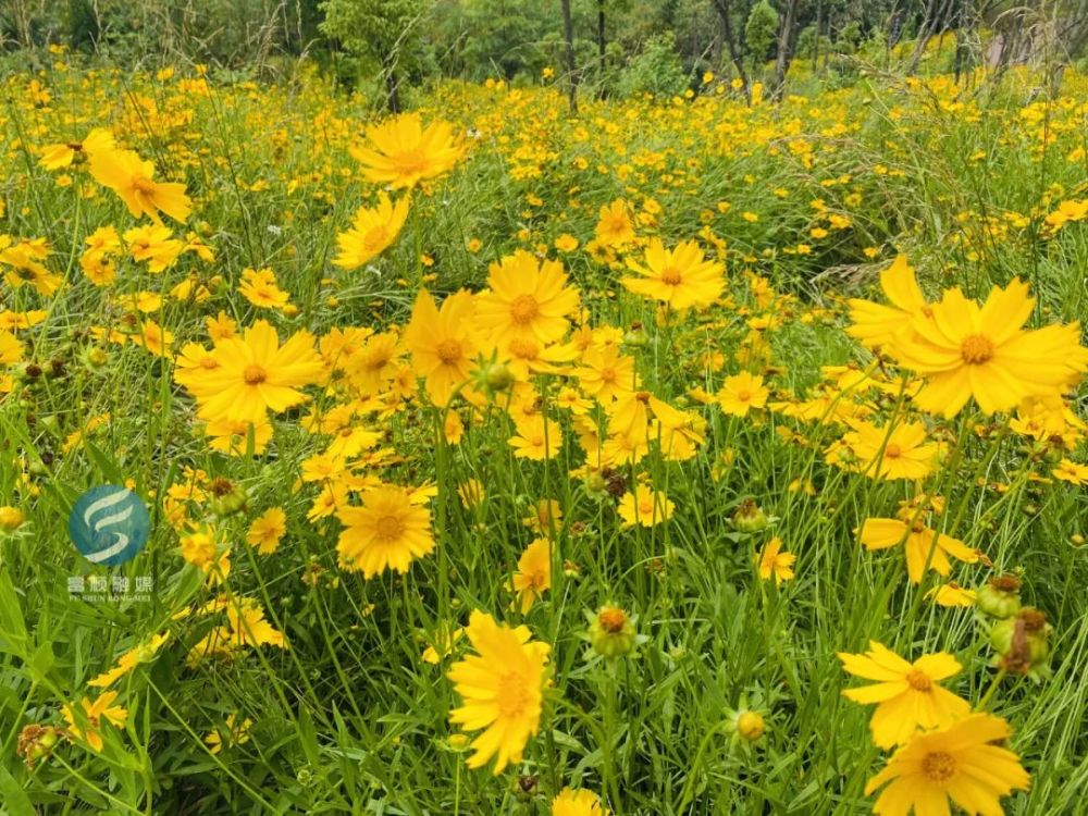 富顺花海里有超多人合影你去了吗