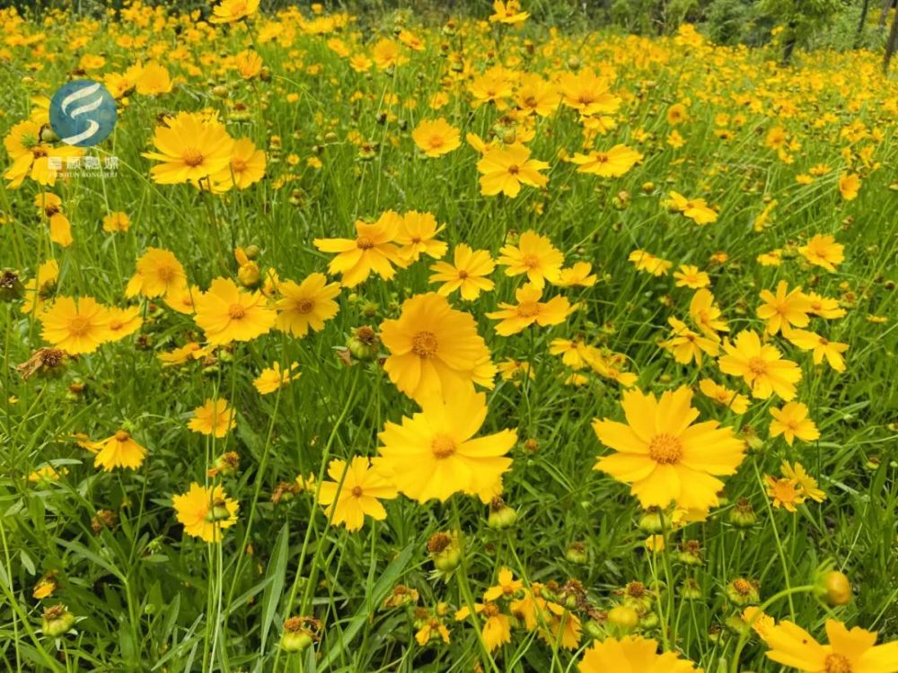 富顺花海里有超多人合影你去了吗