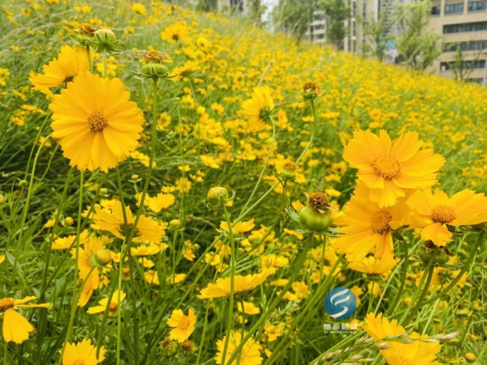 富顺花海里有超多人合影你去了吗