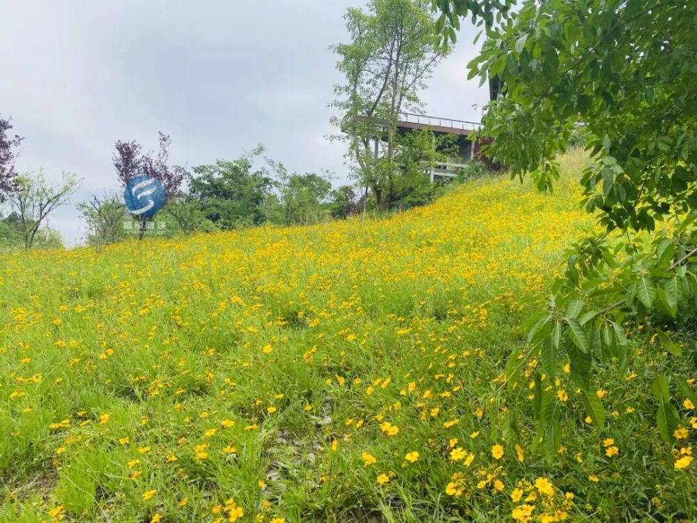 富顺花海里有超多人合影你去了吗