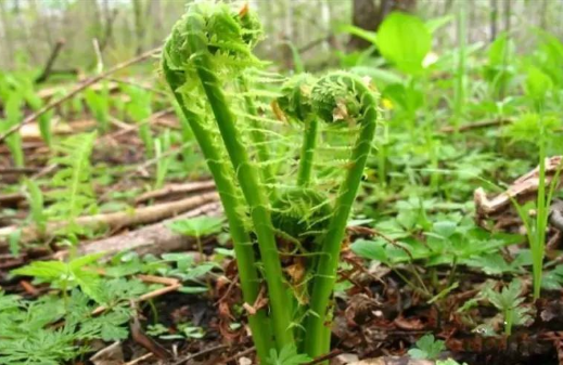 酷似蕨菜吃起來有黃瓜香是地道北方野菜卻被稱為廣東菜