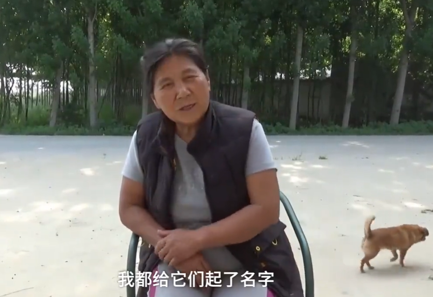 63岁大姐收养千只流浪狗,负债30万生活困难,究竟值得吗?